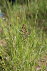 Poa bulbosa vivipara