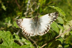 Heliopetes omrina
