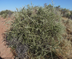 Cyclolepis genistoides