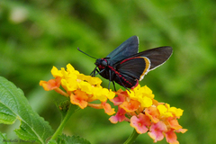 Mysoria barcastus