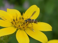 Euodynerus hidalgo hidalgo