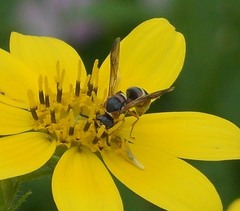 Euodynerus hidalgo hidalgo