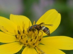 Euodynerus hidalgo hidalgo