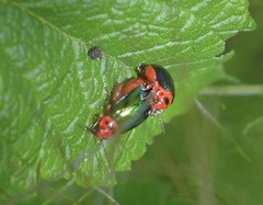 Kuschelina gibbitarsa