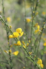 Genista cinerea