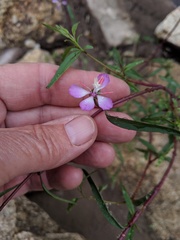 Clarkia delicata