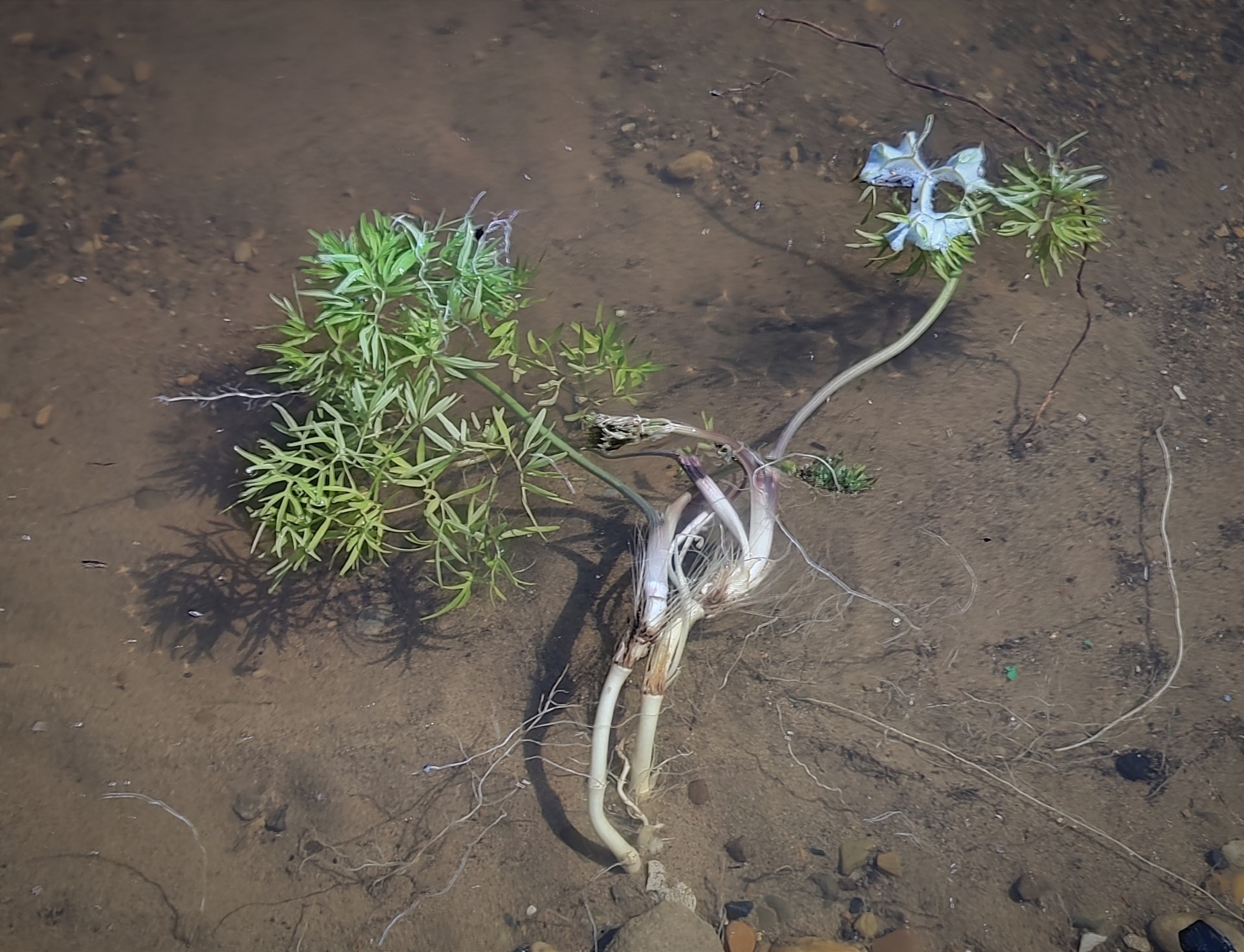 Imagem de Cenolophium fischeri não possui um nome popular amplamente reconhecido no Brasil
