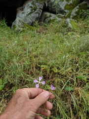 Clarkia delicata