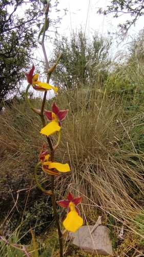 Image of Golden Cyrtochilum by no rights reserved
