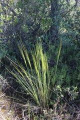 Stipa juncea