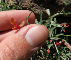 Acmispon oroboides