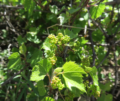 Vitis arizonica
