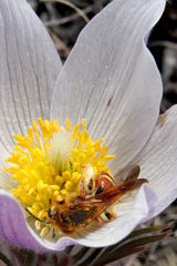 Andrena prunorum