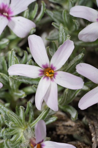 lonely phlox (Phlox solivagus)