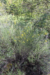 Genista cinerea