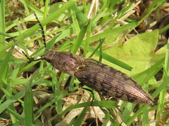 Actenicerus siaelandicus