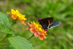 Mysoria barcastus