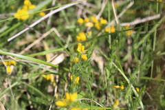 Genista hispanica hispanica