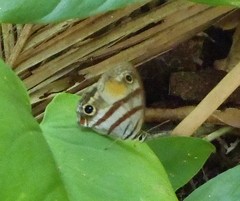 Cissia labe