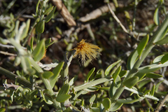 Cyclolepis genistoides