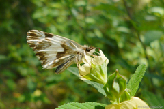 Heliopetes omrina