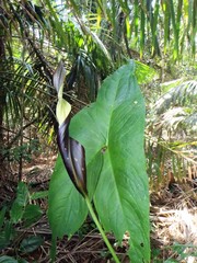 Urospatha friedrichsthalii