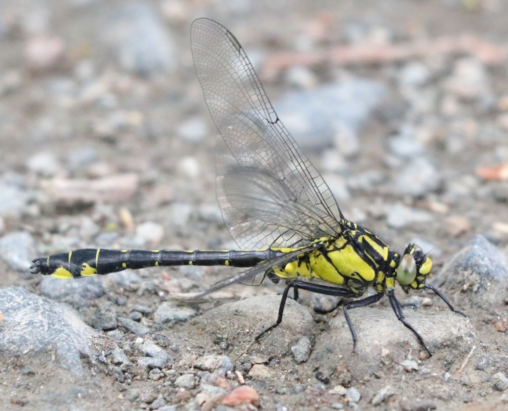 Gomphus