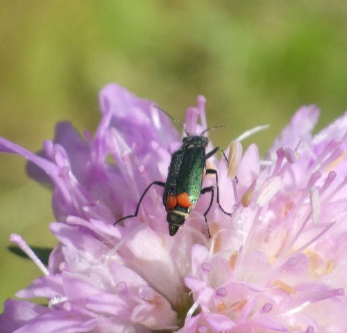 Common Malachite-beetle photo 3