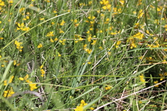 Genista hispanica hispanica