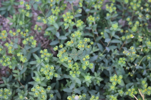 Euphorbia duvalii