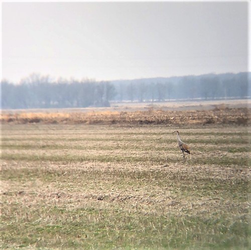 Sandhill Crane photographed in Arkansas