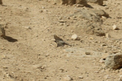Pale Crag Martin (Ptyonoprogne obsoleta), photo 10