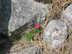 Oenothera deserticola
