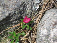 Oenothera deserticola