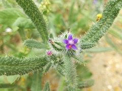 Anchusa aggregata