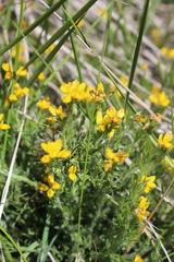 Genista hispanica hispanica