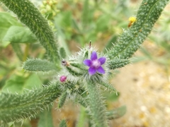 Anchusa aggregata