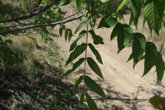 Juglans microcarpa
