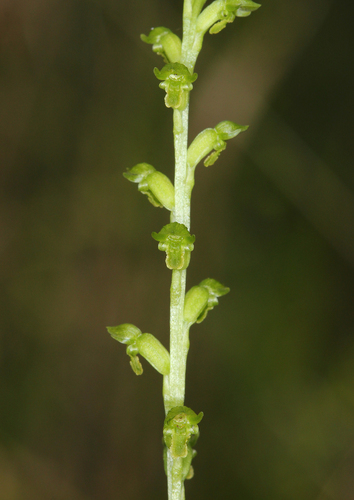 scented onion orchid (Microtis rara)