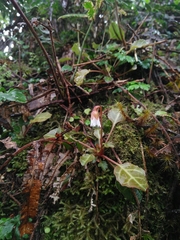 Shortia rotundifolia
