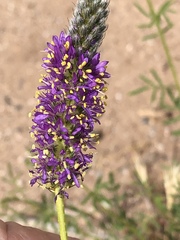 Dalea searlsiae