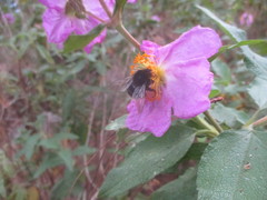 Bombus terrestris canariensis