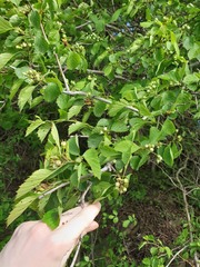 Étienne Lacroix-Carignan, CC0, iNaturalist via GBIF Crataegus suborbiculata, photograph Étienne Lacroix-Carignan, CC0, iNaturalist via GBIF