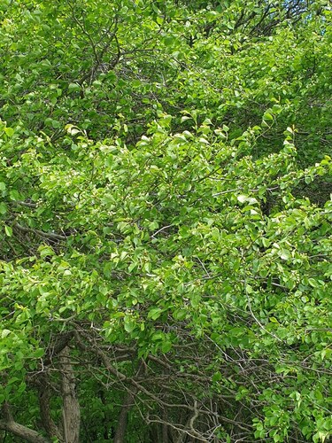 Crataegus suborbiculata, photograph 5