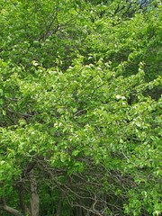 Étienne Lacroix-Carignan, CC0, iNaturalist via GBIF Crataegus suborbiculata, photograph Étienne Lacroix-Carignan, CC0, iNaturalist via GBIF