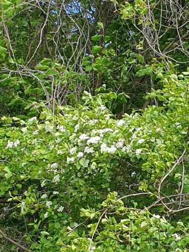 Crataegus suborbiculata, photograph 6