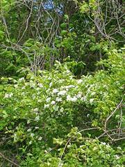Crataegus suborbiculata, photograph Étienne Lacroix-Carignan, CC0, iNaturalist via GBIF