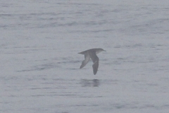 Puffinus mauretanicus