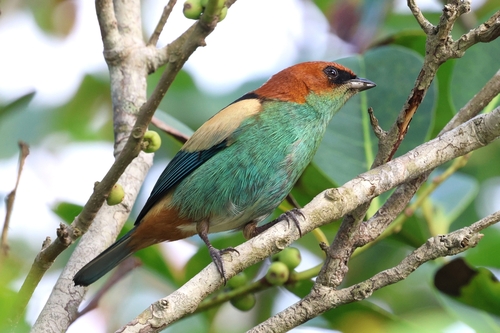 Black-backed Tanager