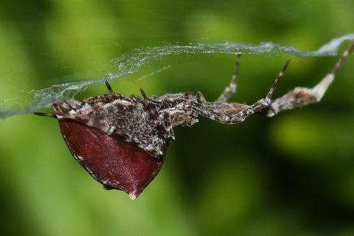Uloborus diversus photo 5